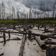 A view of dead trees affected by gold mine waste, known as tailings on February 2, 2017 in Timika, Papua Province, Indonesia.